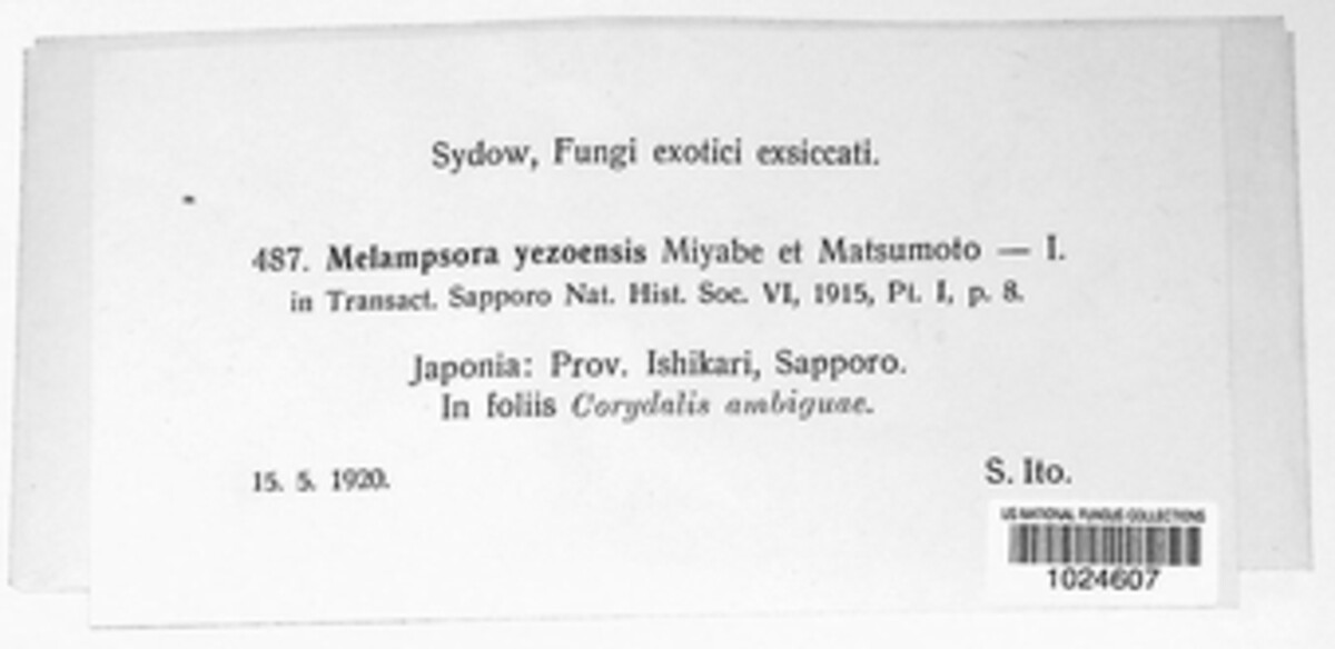 Melampsora yezoensis image